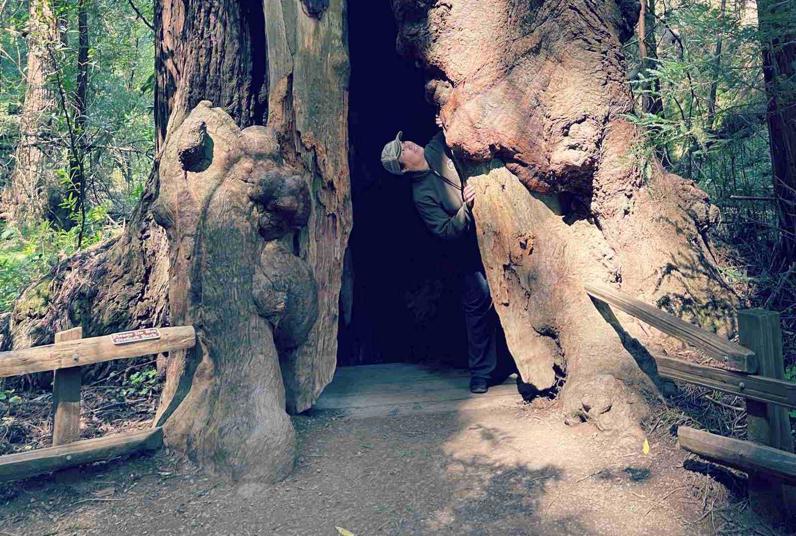 Muir Woods: Discover the Magic of California’s Ancient Redwoods