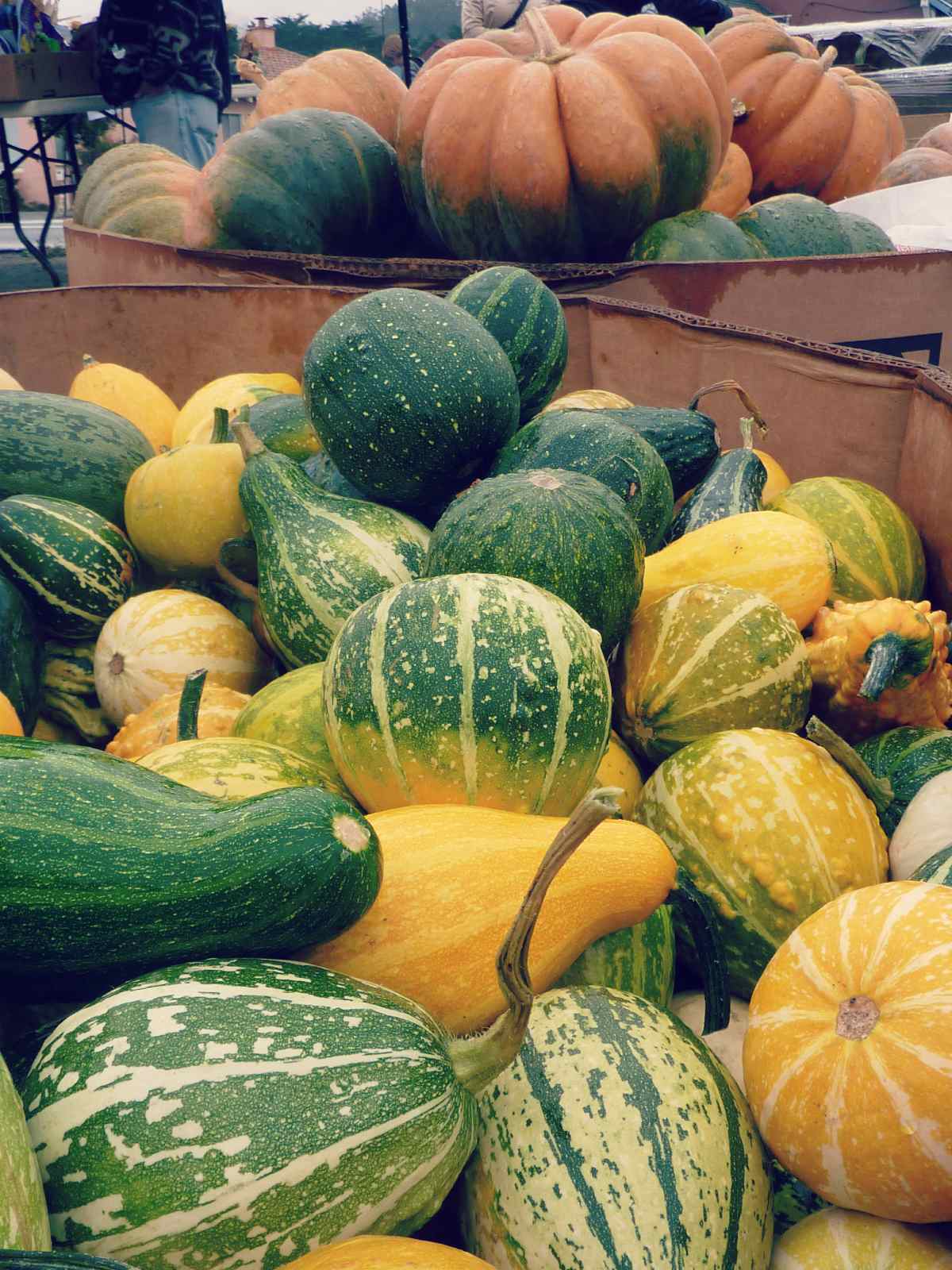 Pumpkins at Half Moon Bay Pumpkin Festival in California