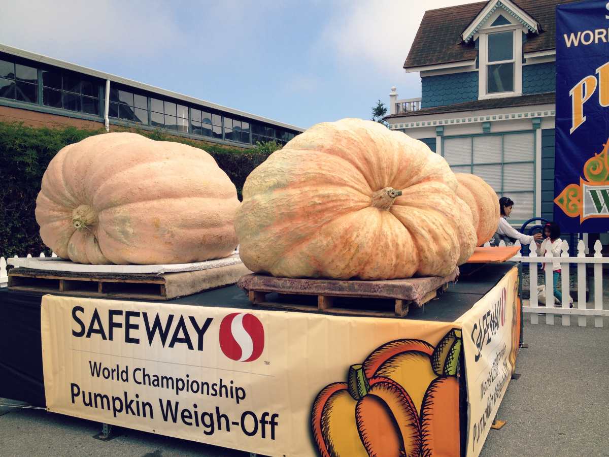 Big pumpkins at Half Moon Bay Pumpkin Festival in California