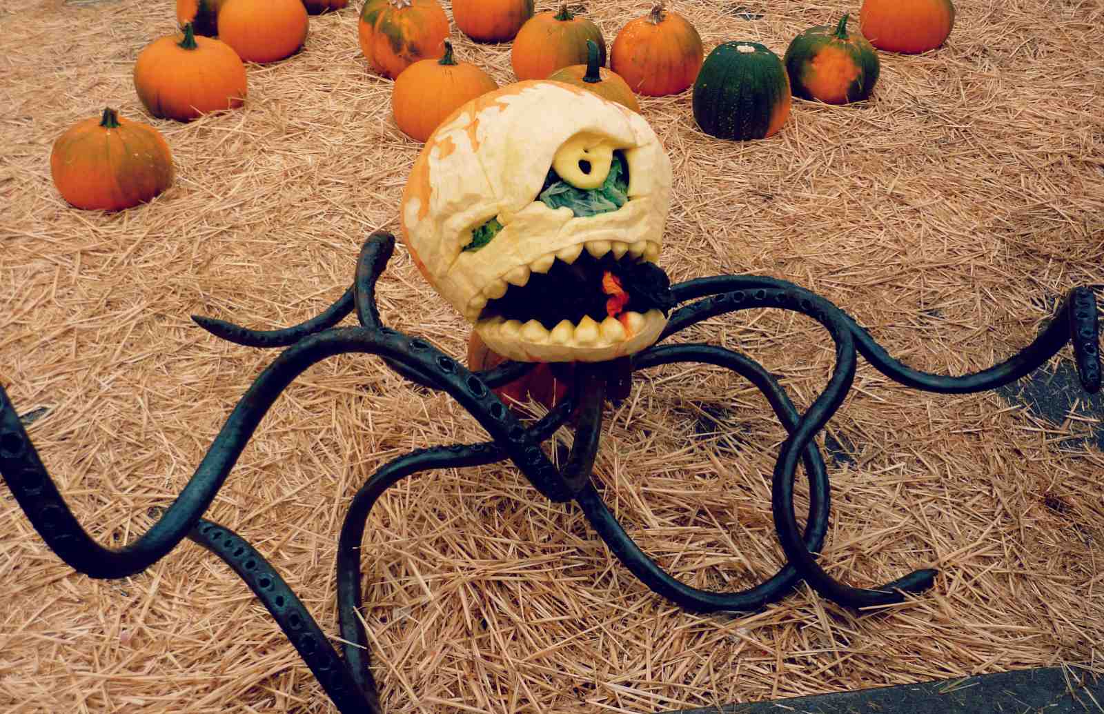 An evil octopus pumpkin in Half Moon Bay pumpkin festival in California