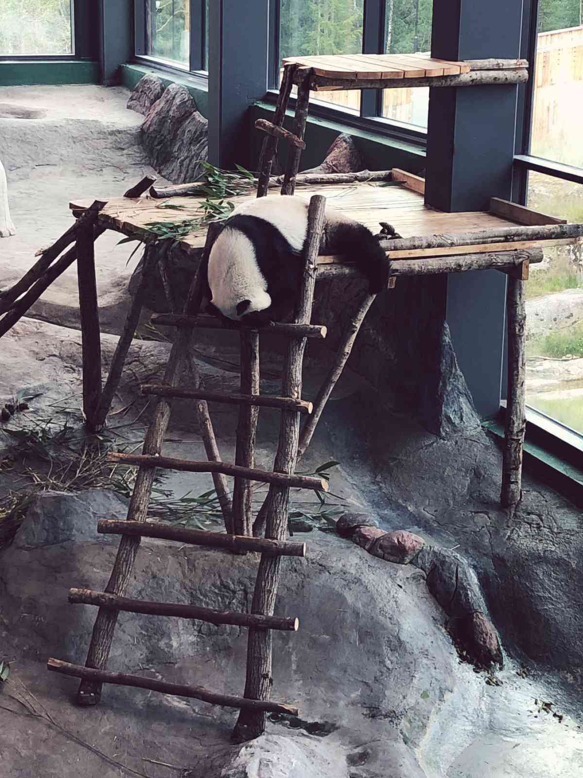 Panda sisällä Pandatalossa Ähtärin eläinpuistossa