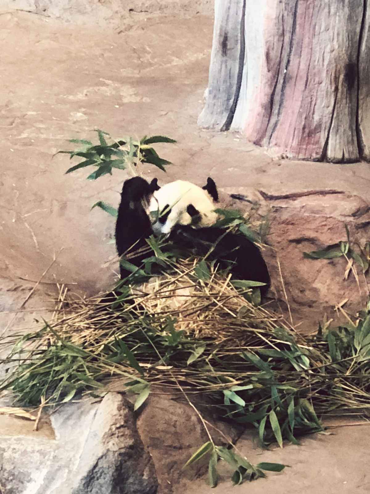 Panda sisällä Pandatalossa Ähtärin eläinpuistossa