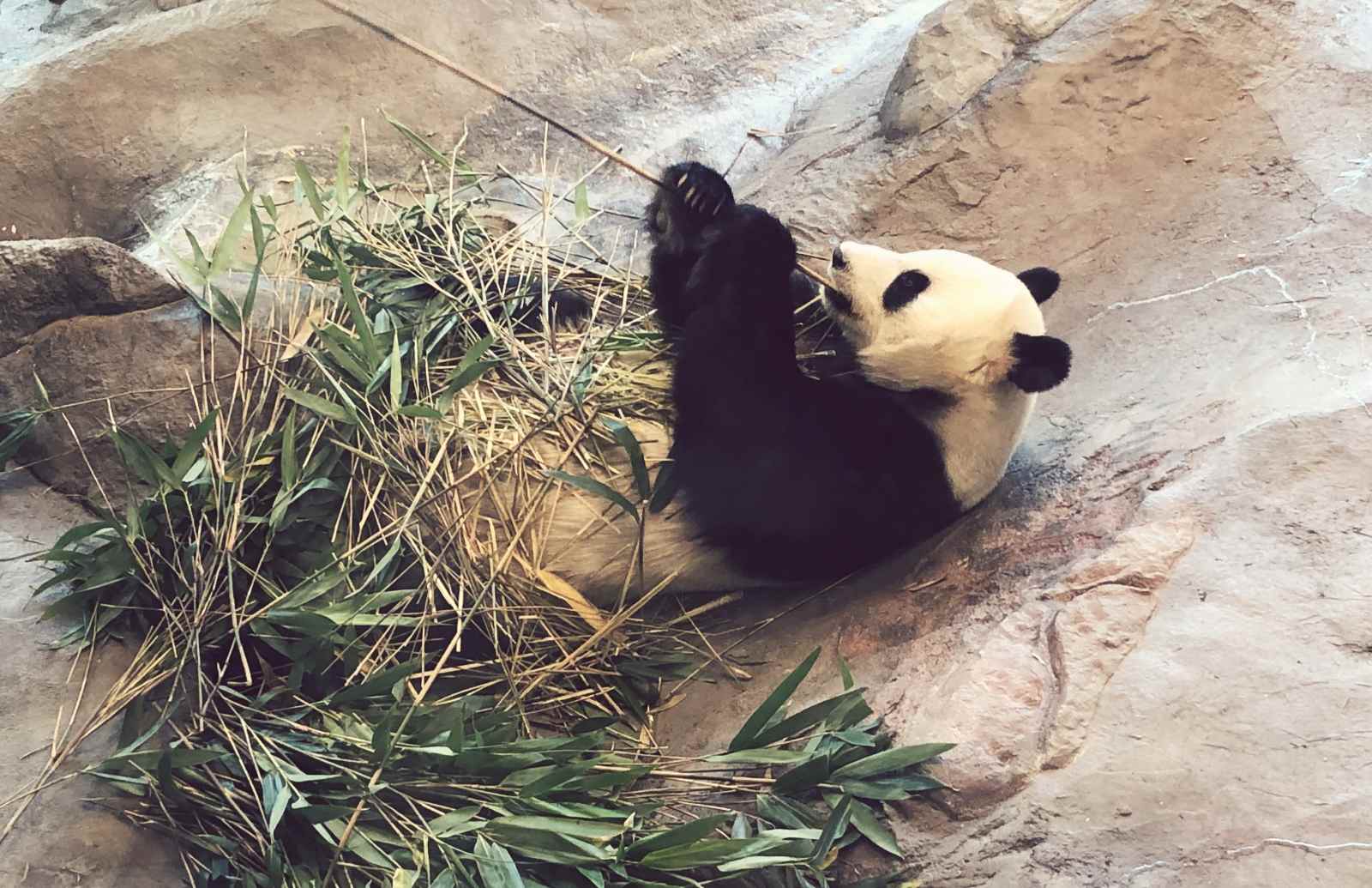 Ähtärin eläinpuiston pandatalon panda syömässä bambua
