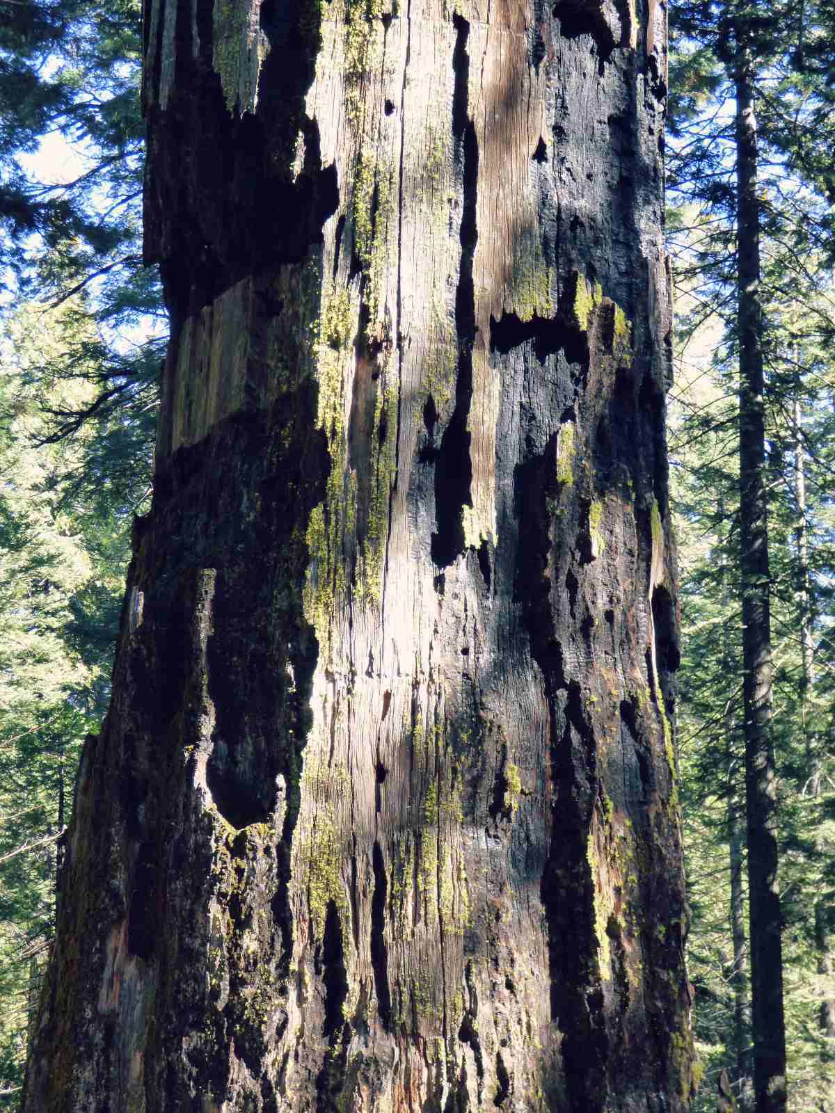 Palanutta punapuun pintaa Calaveras Big Trees puistossa Kaliforniassa
