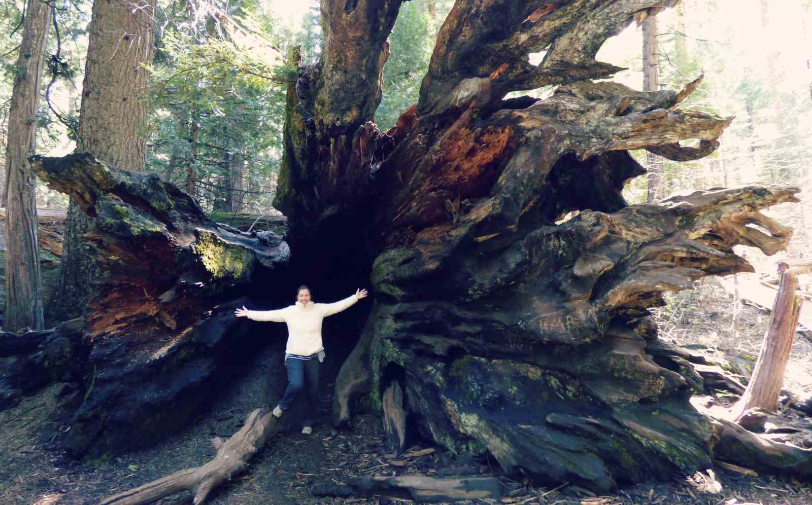 Blogger Paula inside redwood tree roots at Calaveras Big Trees State Park, California