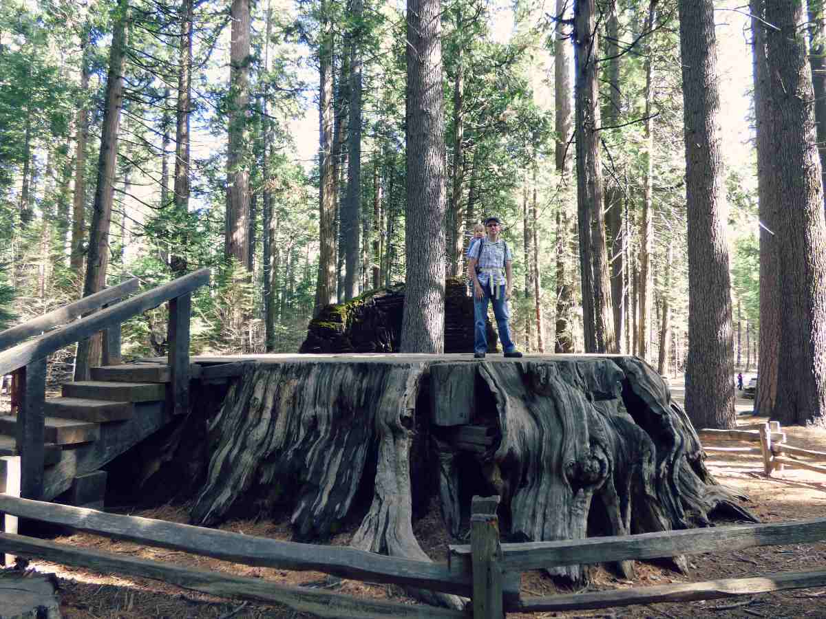 Discovery Stump eli punapuun kanto ja meidän perheen isä tyttären kanssa sen päällä, Calaveras Big Trees puistossa Kaliforniassa