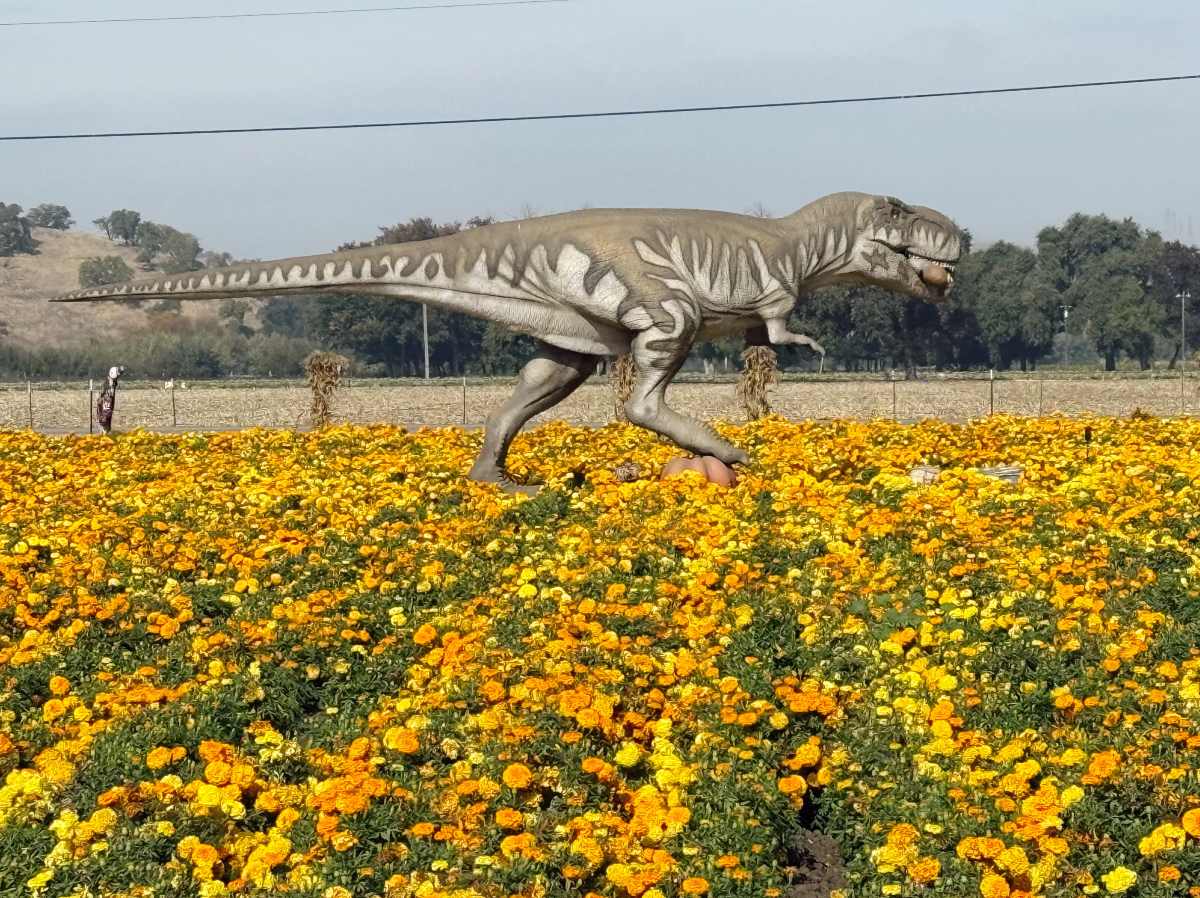 A huge dinosaur on a marigold field at Spina Farms Pumpkin Patch in Morgan Hill