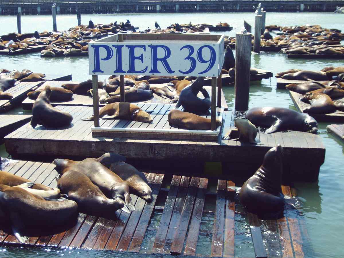Pier 39 San Franciscossa ja siellä olevia hylkeitä