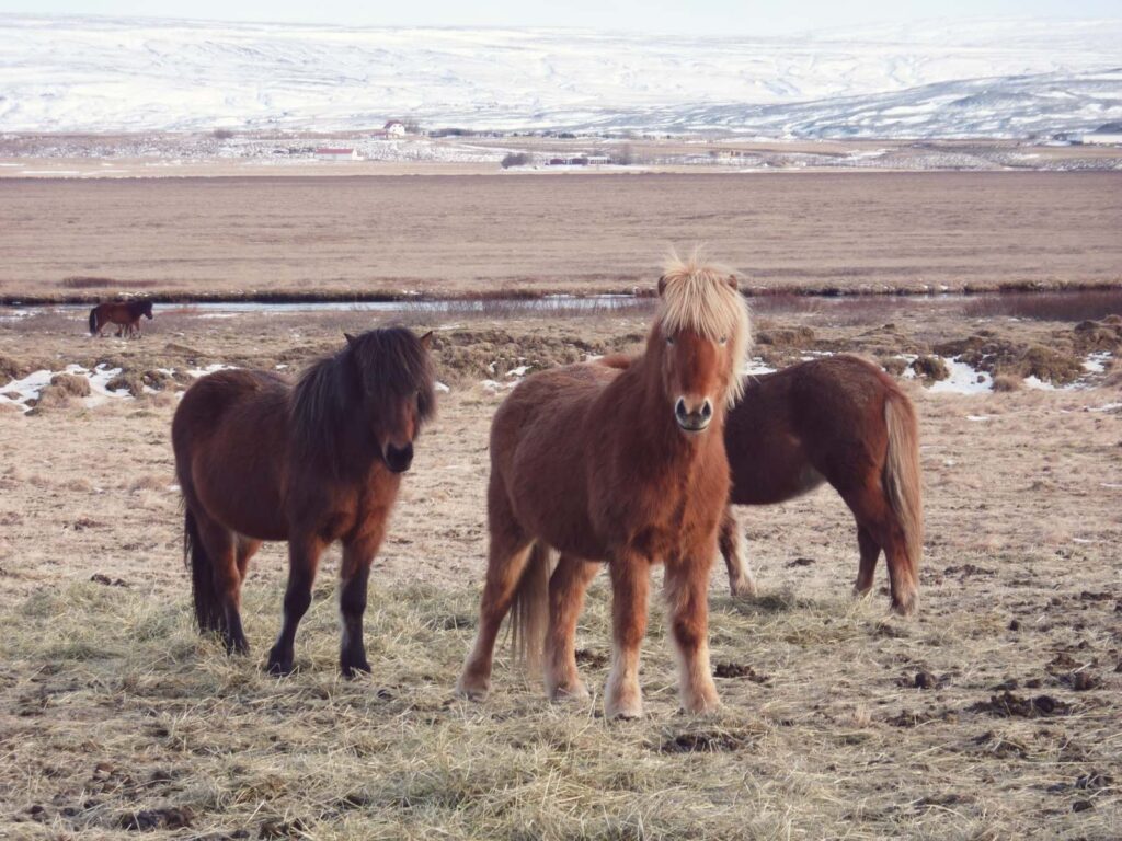 icelandic horses