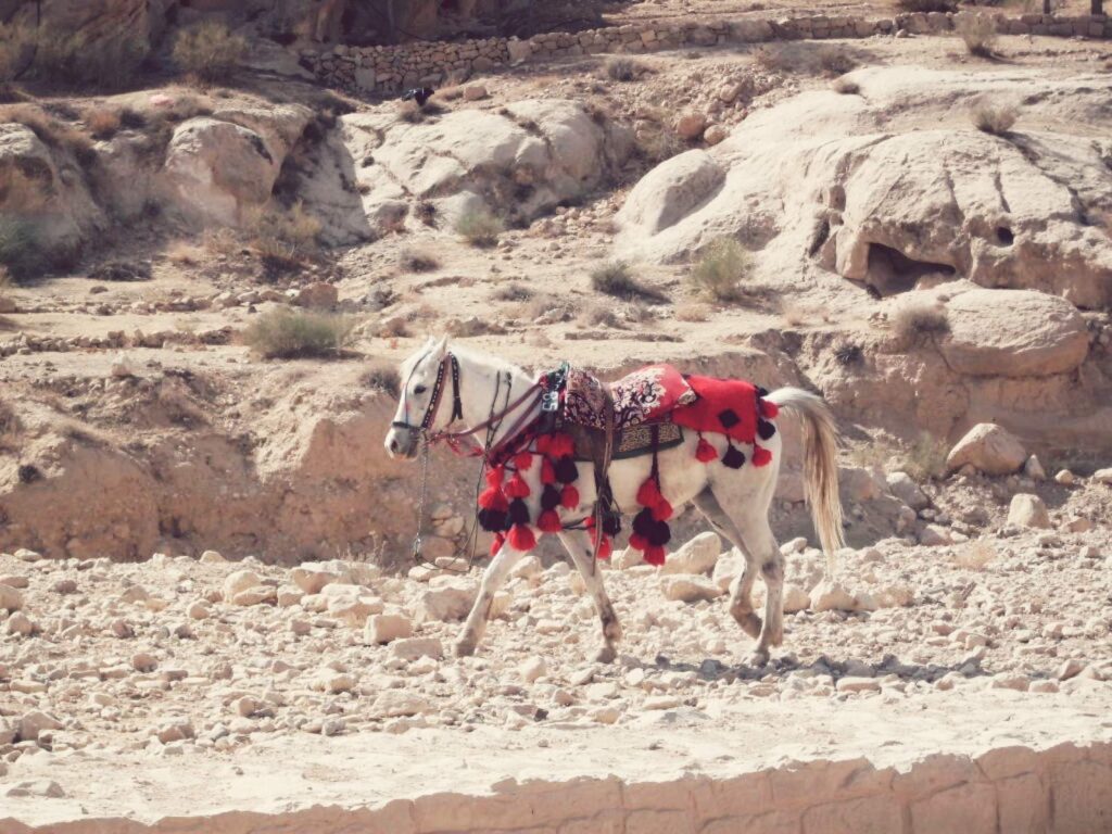 A horse in Petra, Jordan