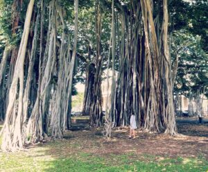 Banyan trees at Oahu, Hawaii