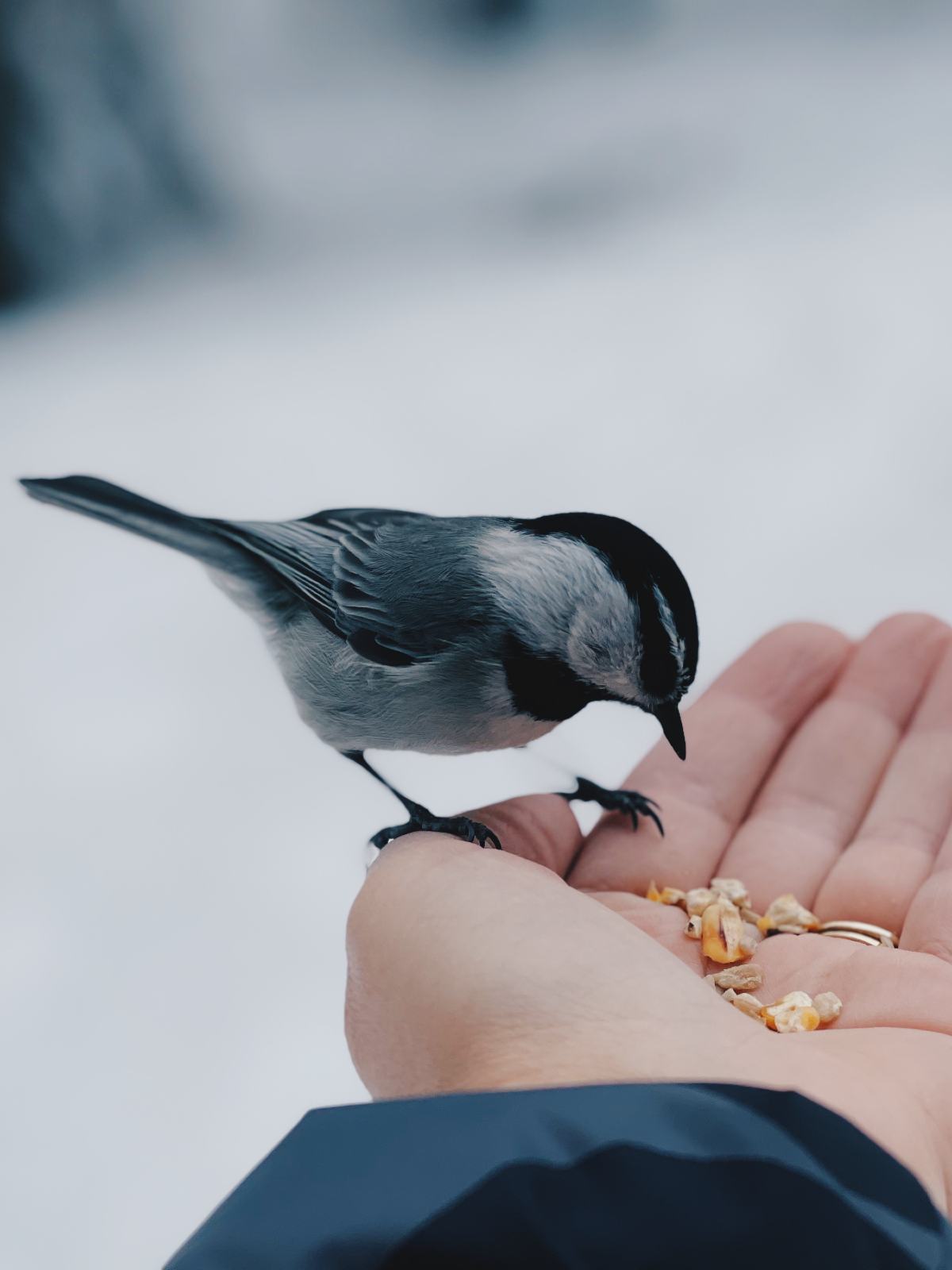 Chickadee Bird eating from my hand at Lake Tahoe.