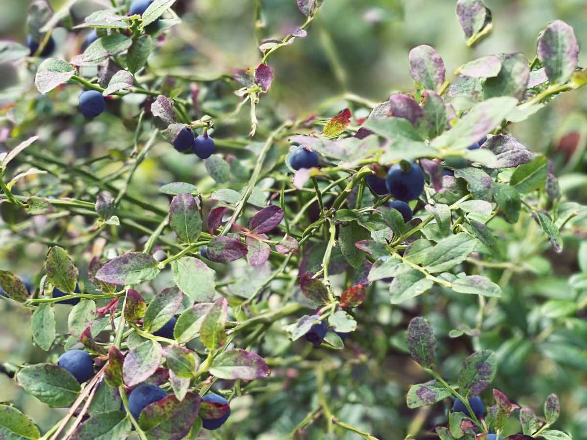 Delicious bilberries in a Finnish forest.