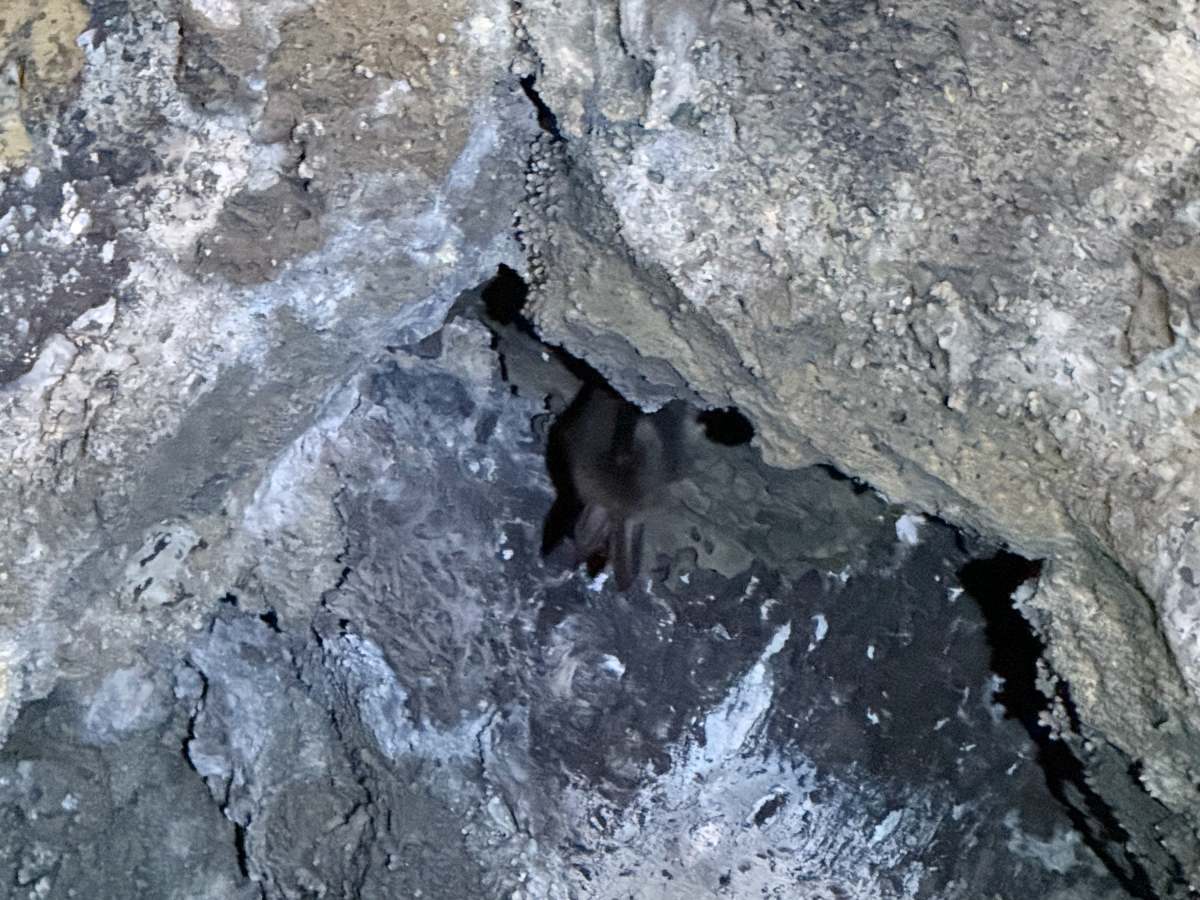 Lepakko roikkumassa luolan katossa Lava Beds National Monumentilla Kaliforniassa