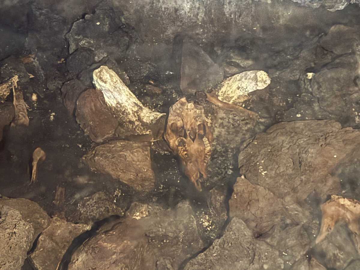 Eläimen pääkallo Skull Caven pohjalla Lava Beds National Monumentilla Kaliforniassa