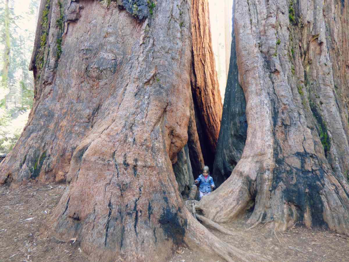 Meidän pieni tytär kävelemässä kahden jättiläispunapuun välistä Calavera Big Tree puistossa Kaliforniassa