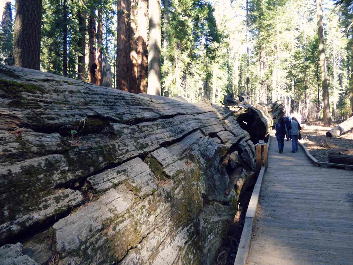 Father of the Forest puu Calaveras Big Trees State Parkissa Kaliforniassa
