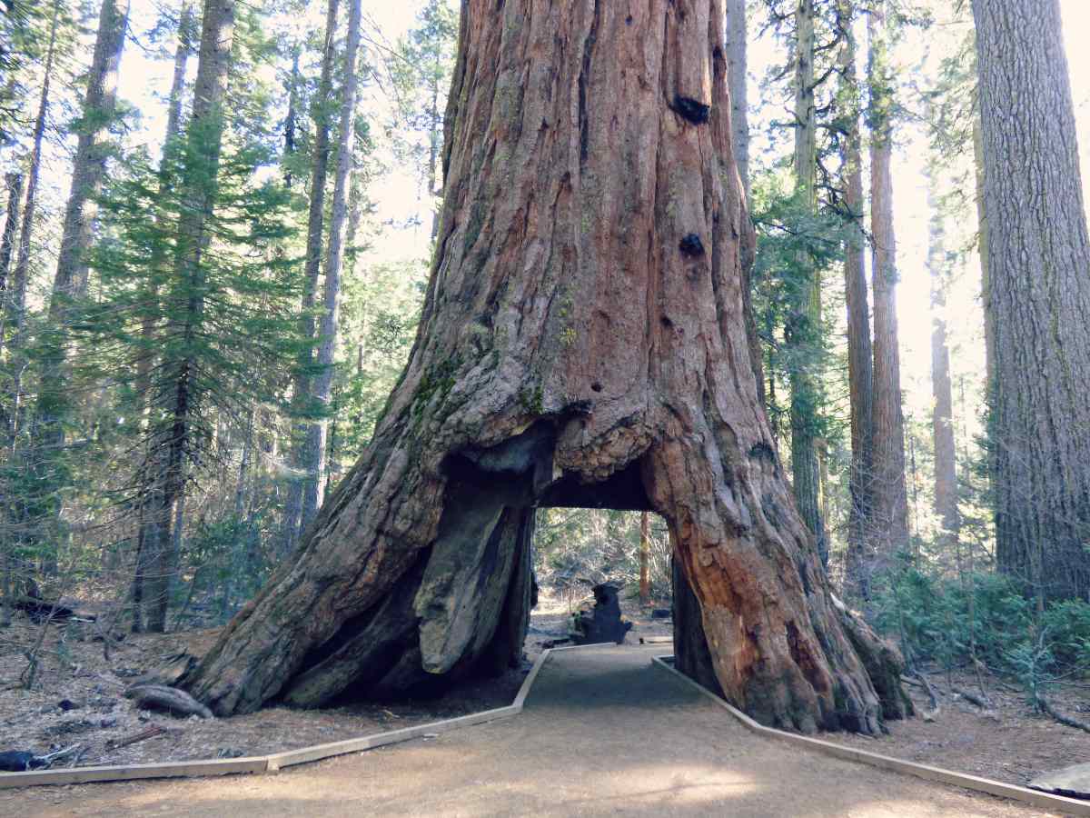 Pioneer Cabin Tree tunnelipuu Calaverin puistossa Kaliforniassa