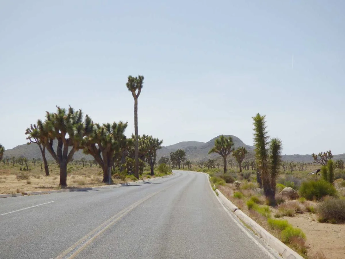 Road at Joshua Tree National Park with trees along it.