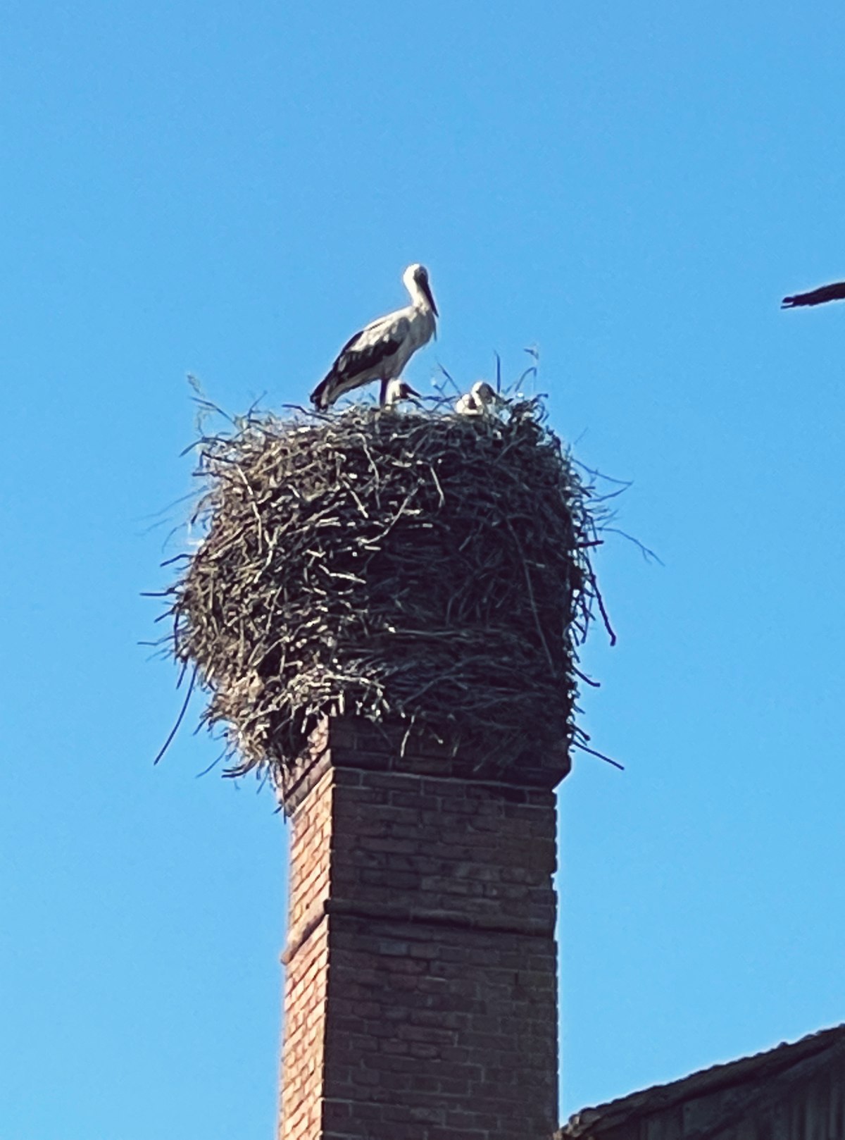Haikarat savupiipussa Virossa